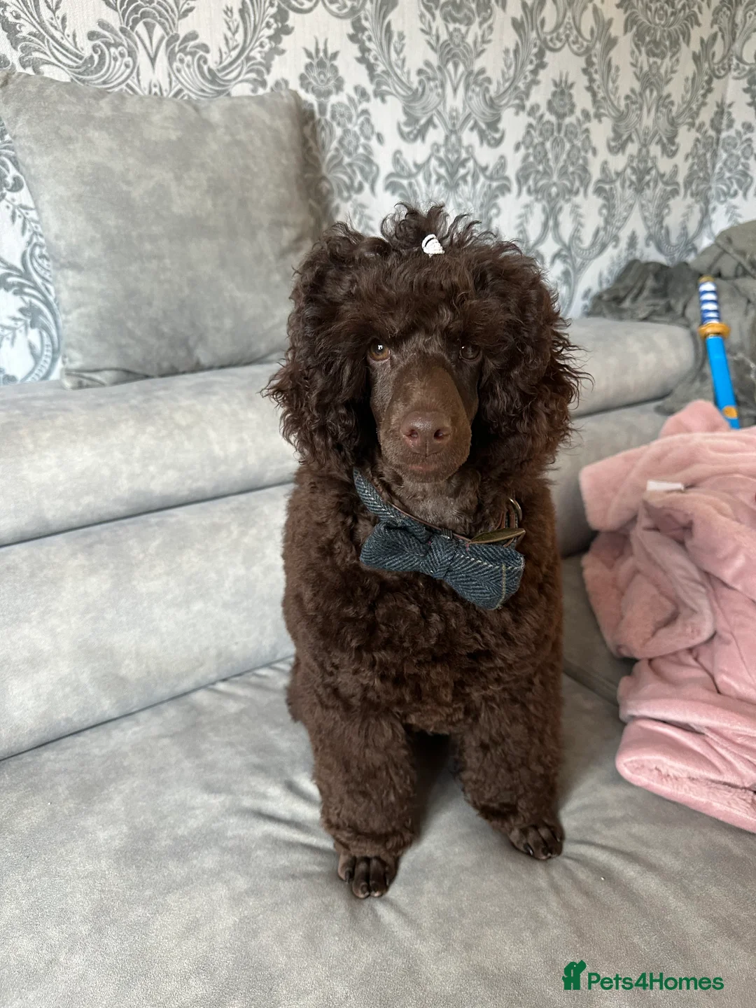 Poodle dogs for sale: 🐾 Loving Home for My Beautiful Pedigree Dog 🐾 - Advert 1