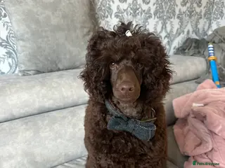 Poodle dogs 🐾 Loving Home for My Beautiful Pedigree Dog 🐾 - Advert 9