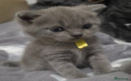 British Shorthair cats for sale: Beautiful BSH Kittens  - Advert 12
