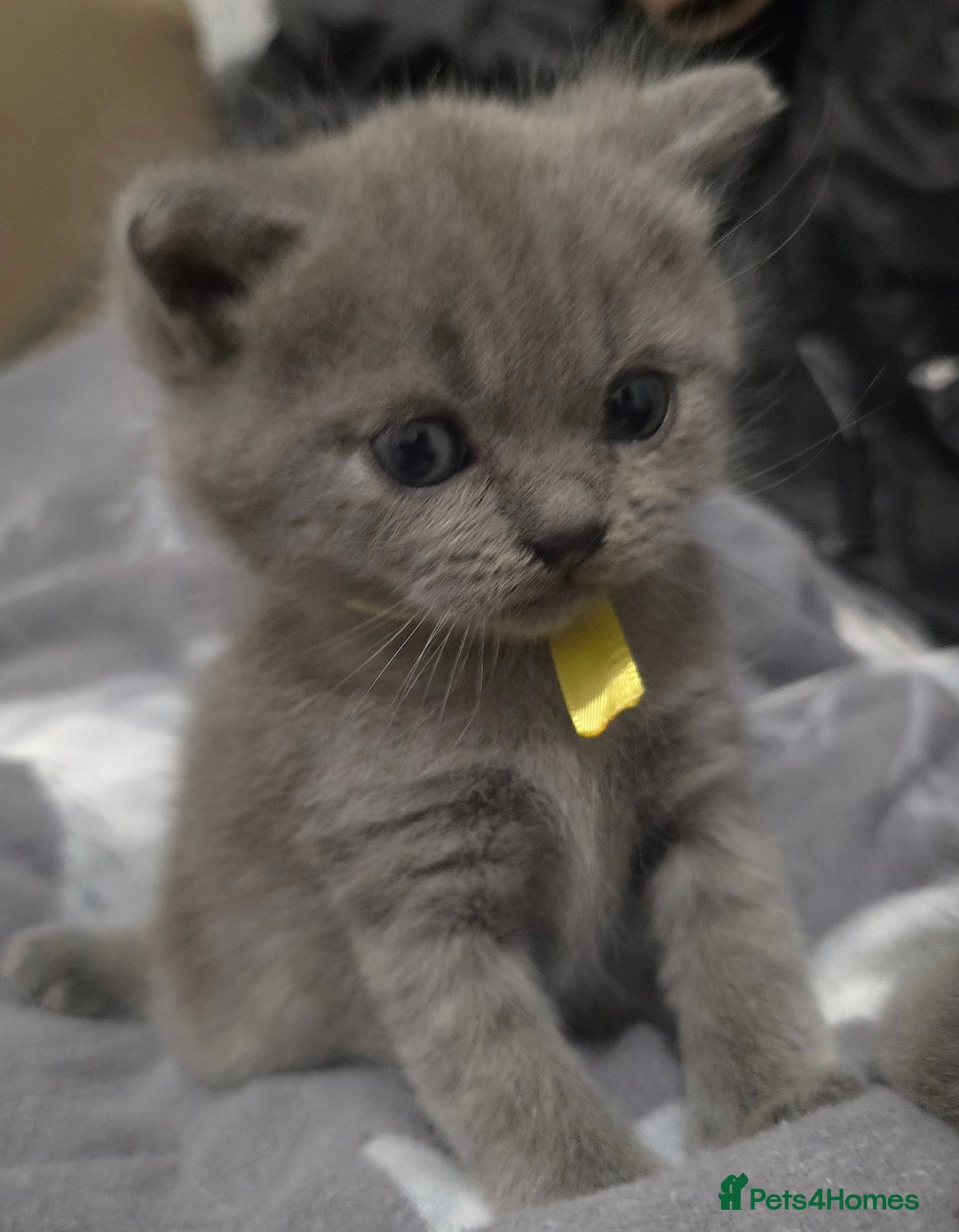 British Shorthair cats for sale: Beautiful BSH Kittens  - Advert 12
