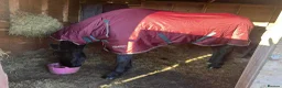 Friesian horses for sale: Lovely Katie looking for her forever home - Advert 3
