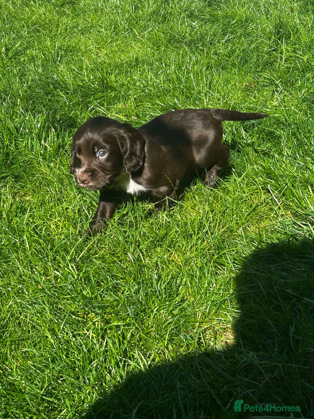Cocker Spaniel dogs for sale: Show cocker spaniels  - Image 24