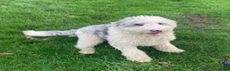 Sheepadoodle dogs for sale: Sheepadoodle READY TODAY - Advert 3