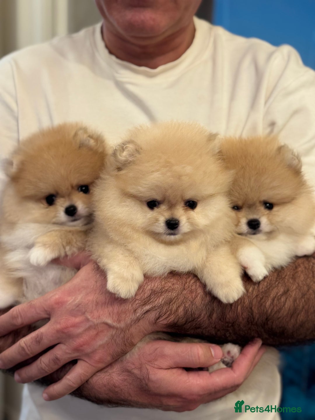 Pomeranian dogs for sale: Teddy Bear Pomeranian Puppies – Top Quality - Advert 9