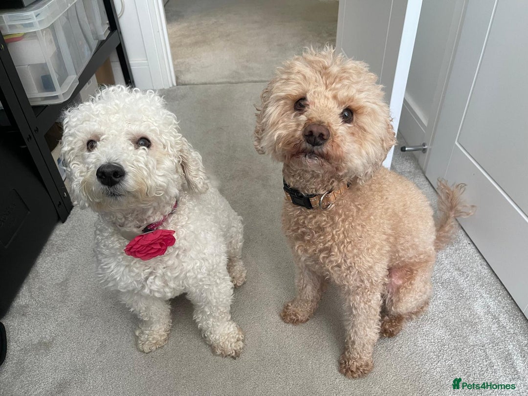 Poochon dogs for sale: Miniature Poochon puppies ready mid February - Advert 13