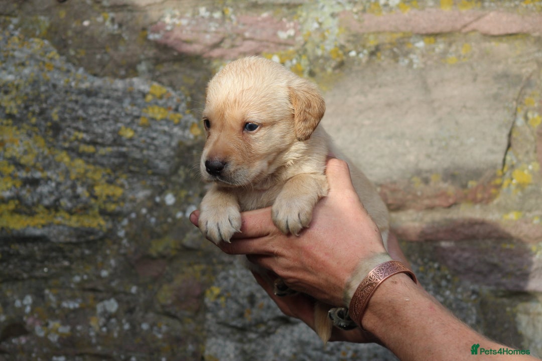 Labrador Retriever dogs for sale: Working Labrador Puppies  - Image 9
