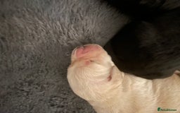 Goldador dogs for sale: Extensively health tested Goldador puppies - Image 11