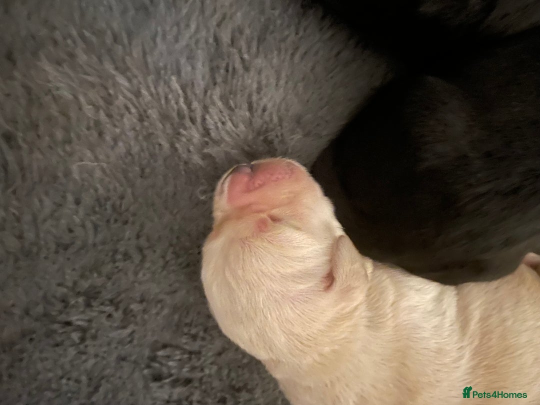 Goldador dogs for sale: Extensively health tested Goldador puppies - Image 11