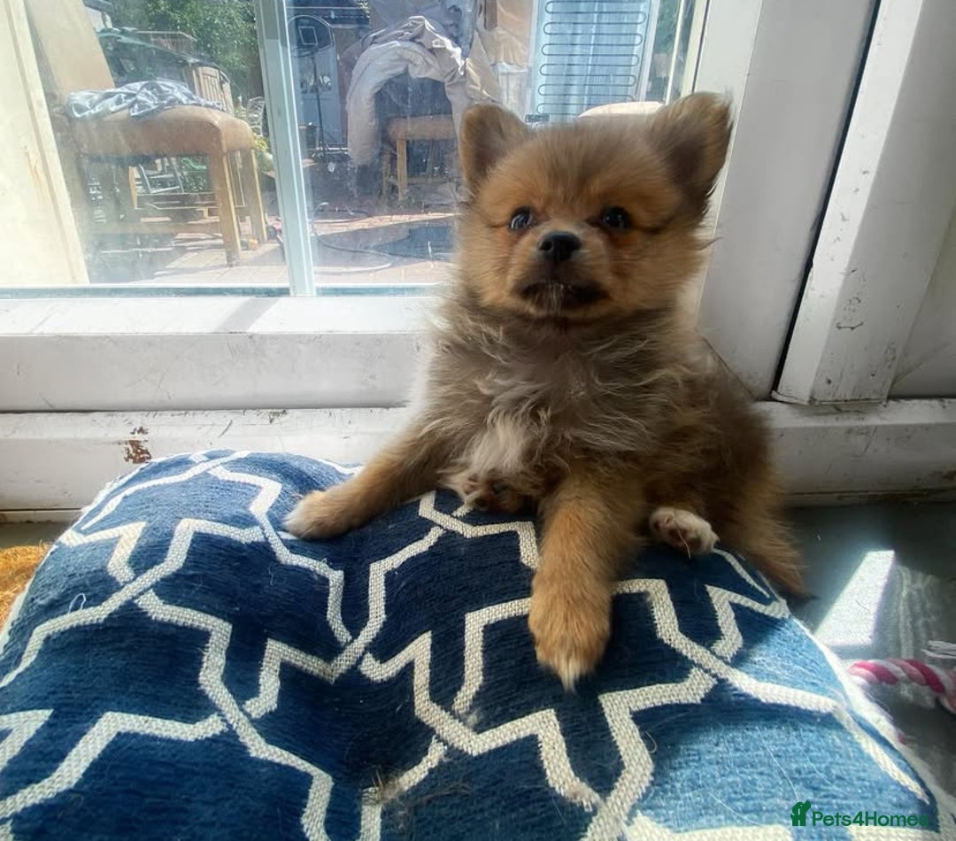Pomeranian dogs for sale: Lovely dog for sale  - Image 8