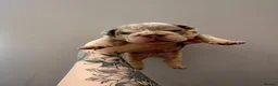 English Bulldog dogs for sale: English bulldogs (payment plan to selected buyers) - Advert 5