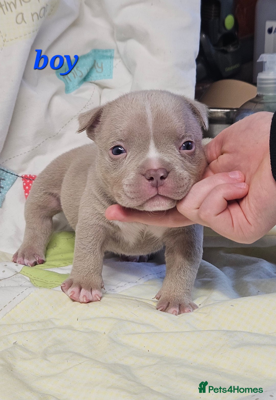 American Bully dogs for sale: Exotic Bullies - Advert 4