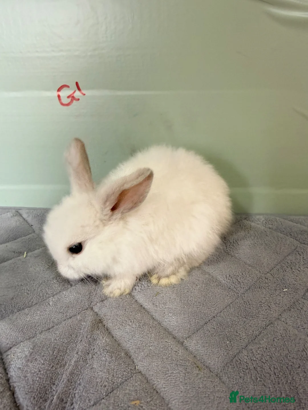 Mini Lop rabbits for sale: mini lops  - Advert 8