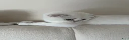 Scottish Fold cats for sale: Silver chinchilla Scottish folds  - Advert 22