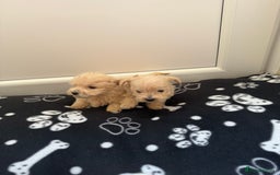 West Highland Terrier dogs for sale: DNA health tested Westie-poos  - Image 38
