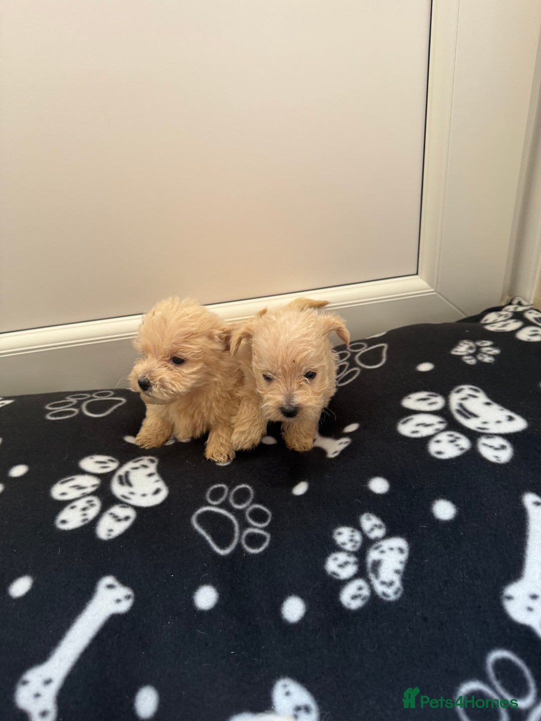 West Highland Terrier dogs for sale: DNA health tested Westie-poos  - Image 38