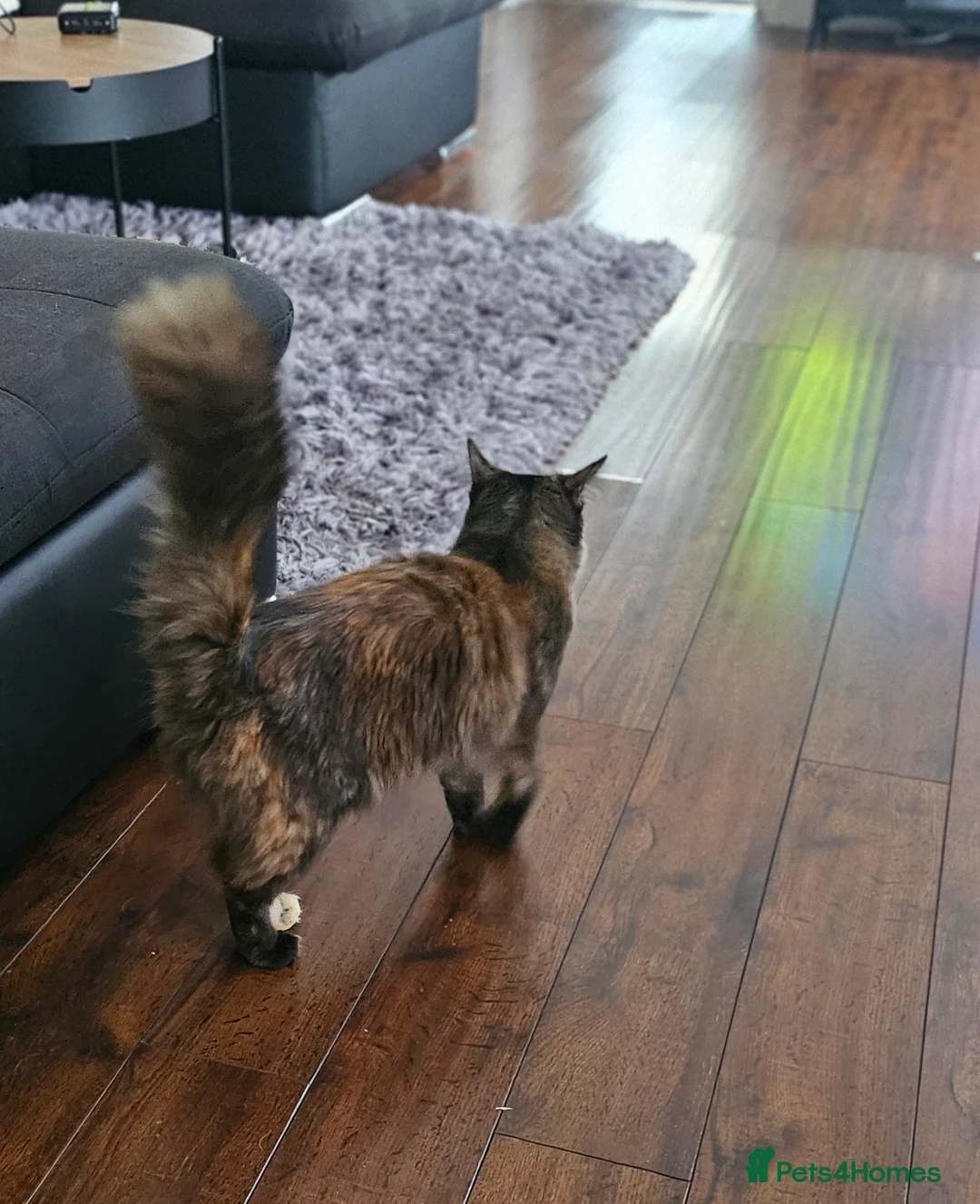 Maine Coon cats for sale: NALA  - Advert 4