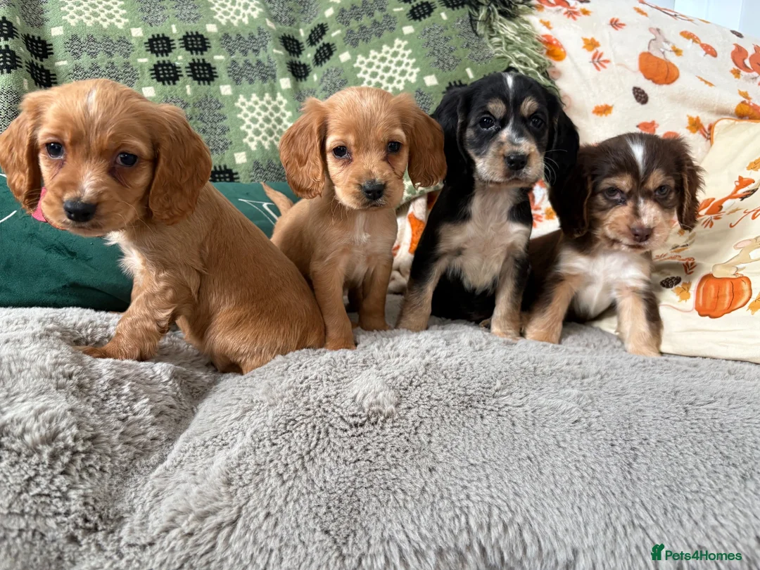 Cockapoo dogs for sale: Cockapoo ready to leave - Advert 1
