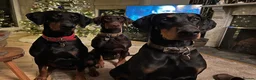 Dobermann dogs for sale: KC  reg Dobermann puppies  - Advert 16