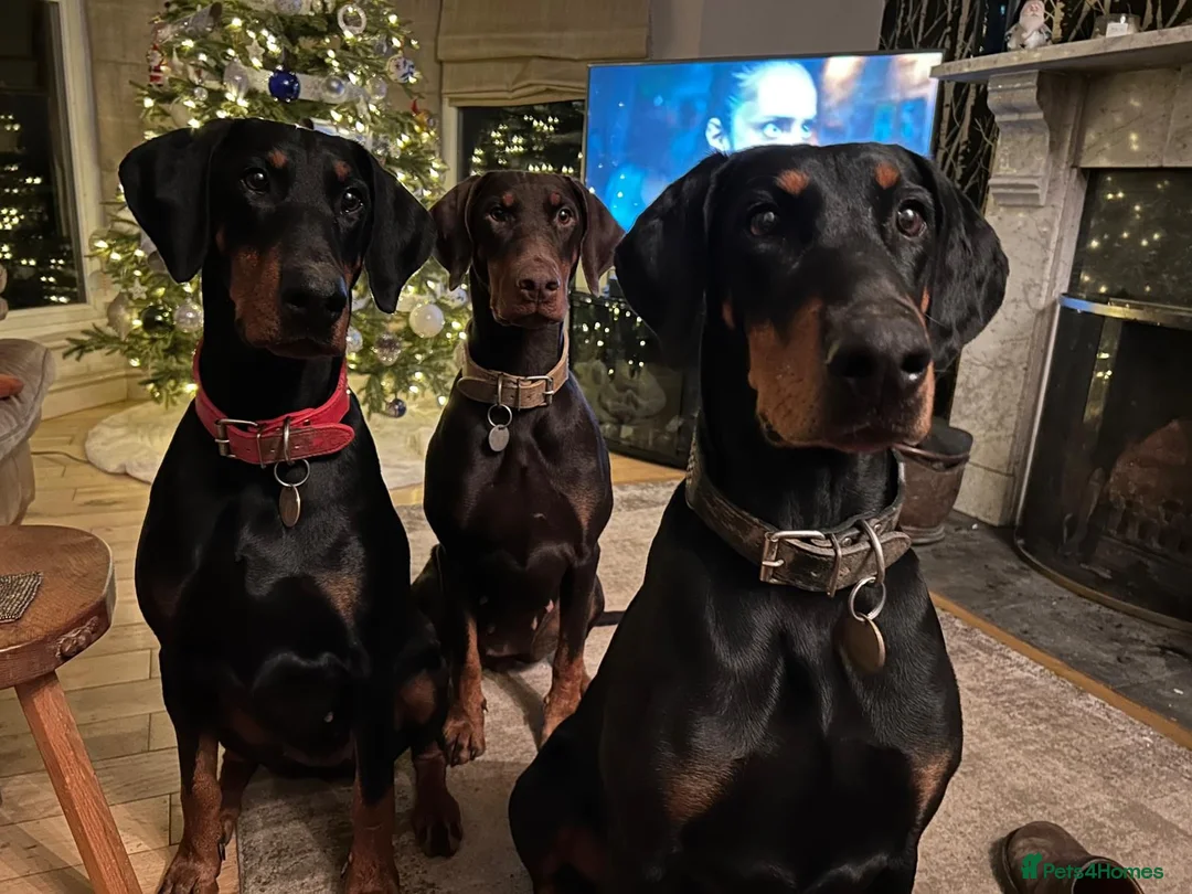 Dobermann dogs for sale: KC  reg Dobermann puppies  - Advert 16