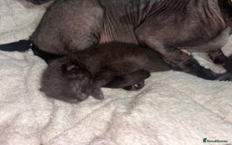 Mixed Breed cats for sale: Sphynx cross kittens - Image 8