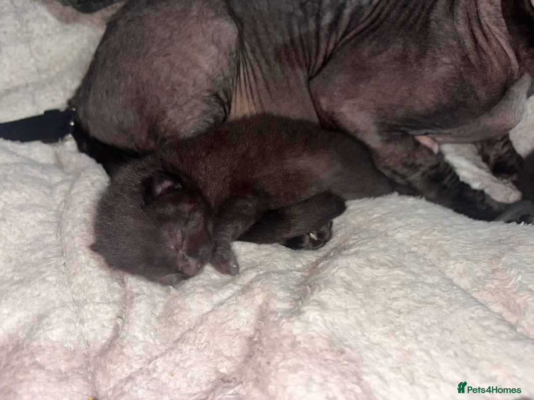 Mixed Breed cats for sale: Sphynx cross kittens - Image 8