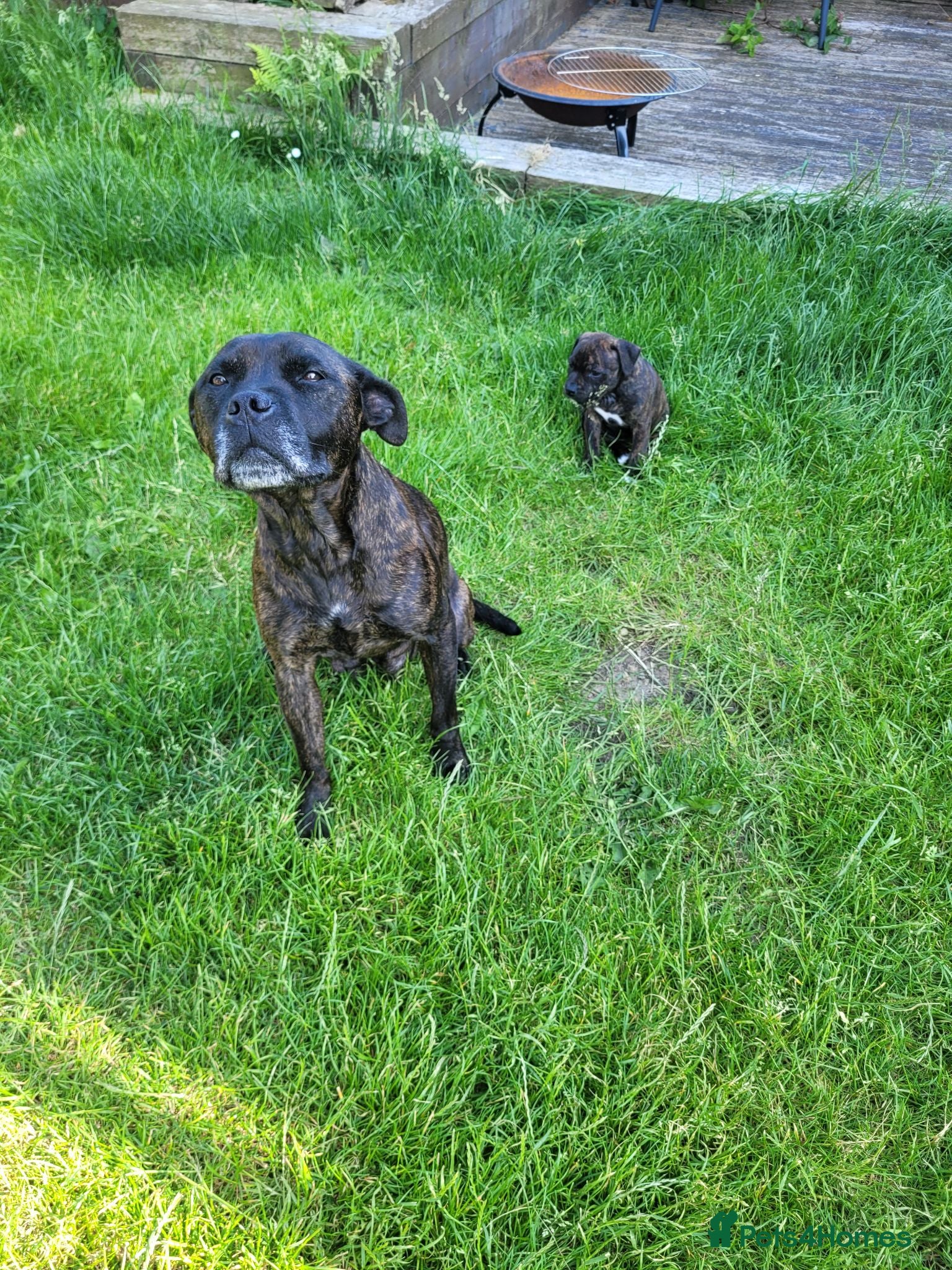 Mixed Breed dogs Beautiful staffie puppys (2 girls left) - Advert 14
