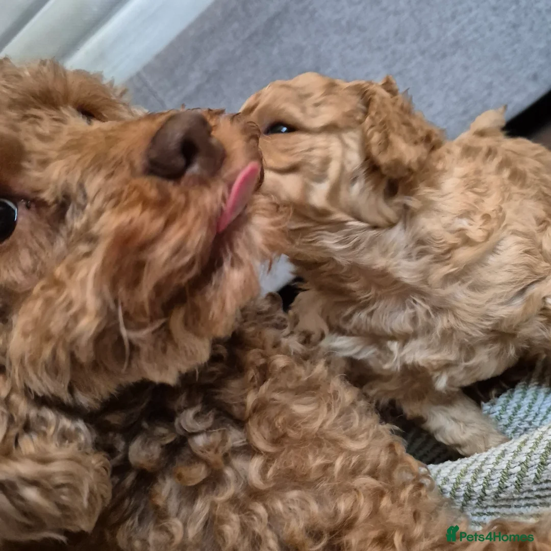 Cockapoo dogs for sale: Cockerpoo  - Advert 11