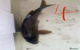 Koi Carp fish for sale: Mixture of Koi  - Image 8