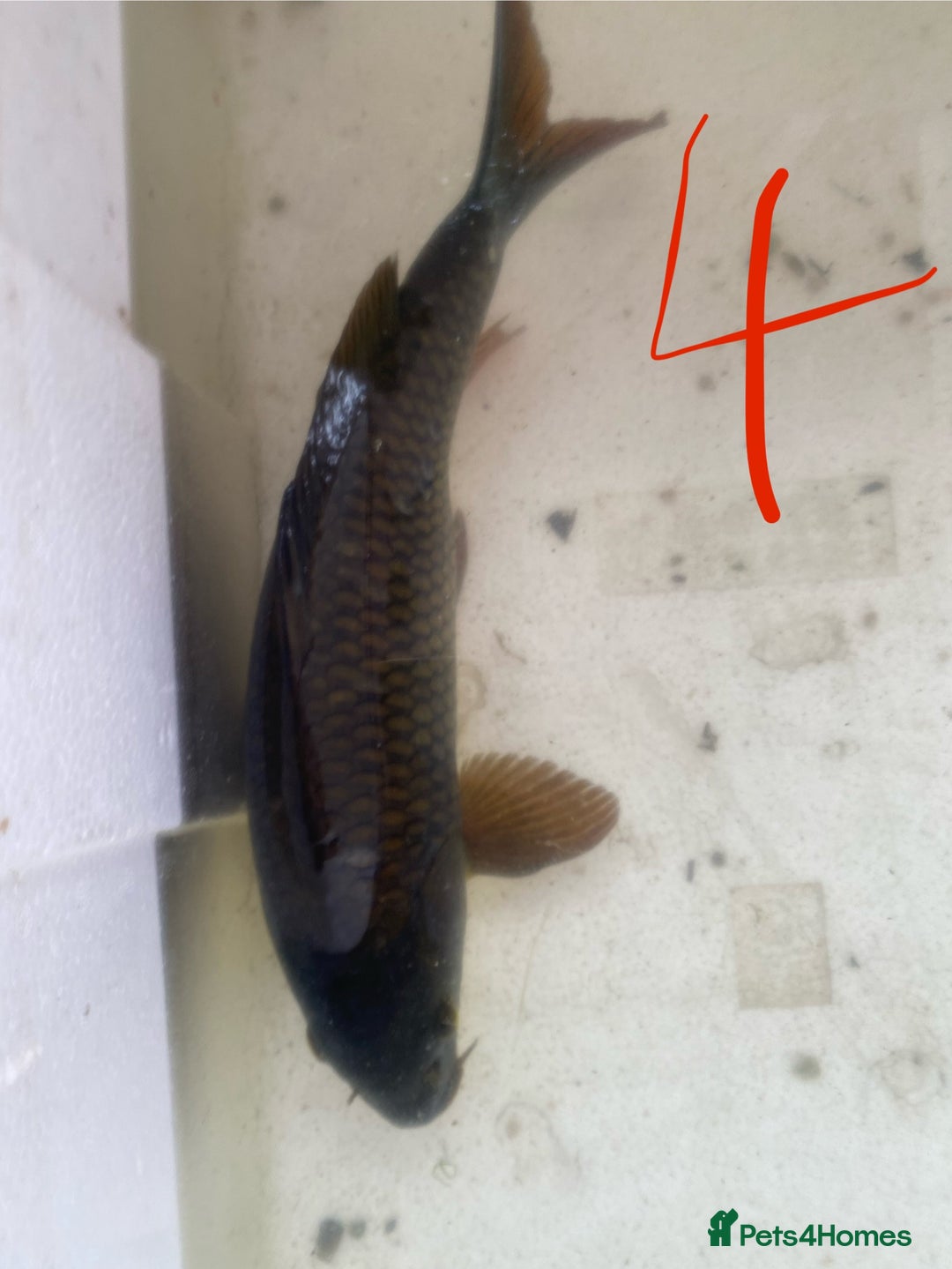 Koi Carp fish for sale: Mixture of Koi  - Image 8