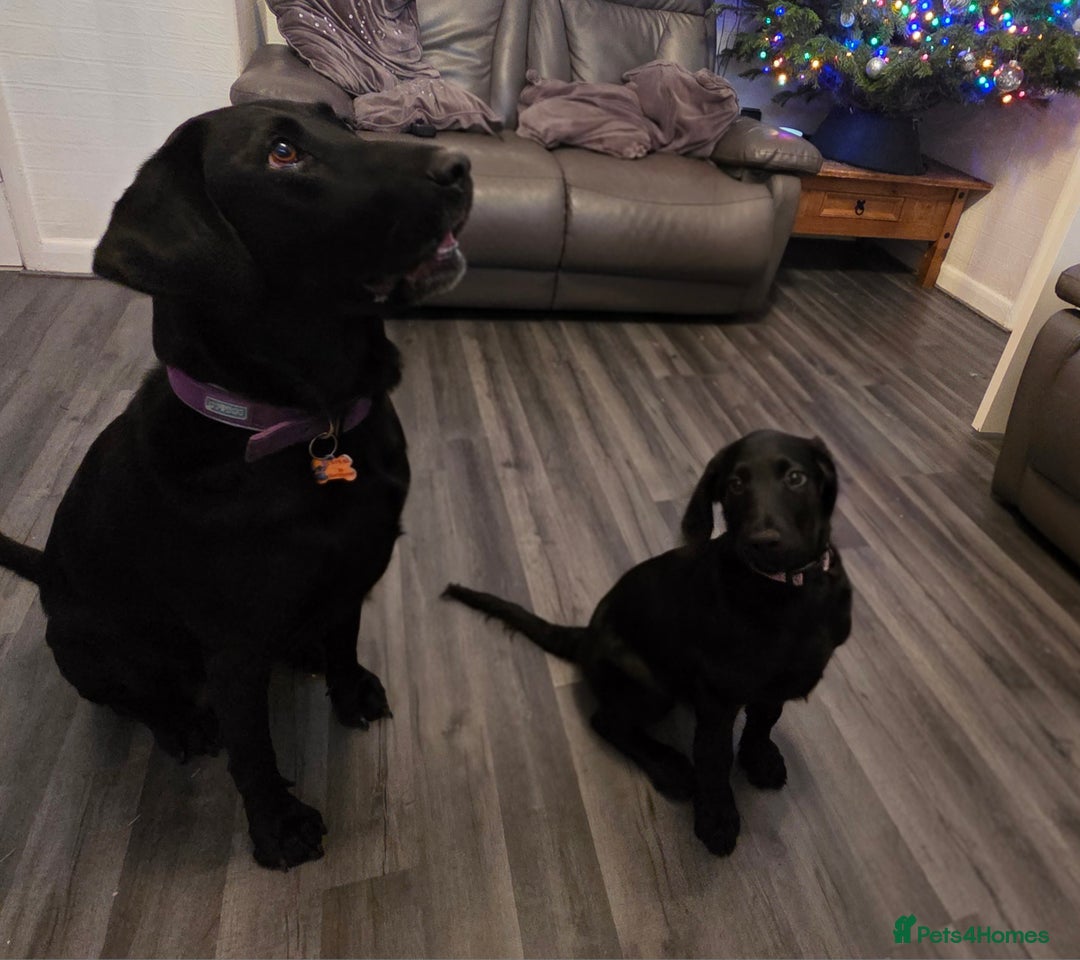 Labradoodle dogs for sale: Little girl Labradoodle  - Advert 13