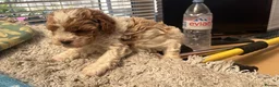 Cavapoo dogs for sale: CAVAPOO 2 females left - Advert 5