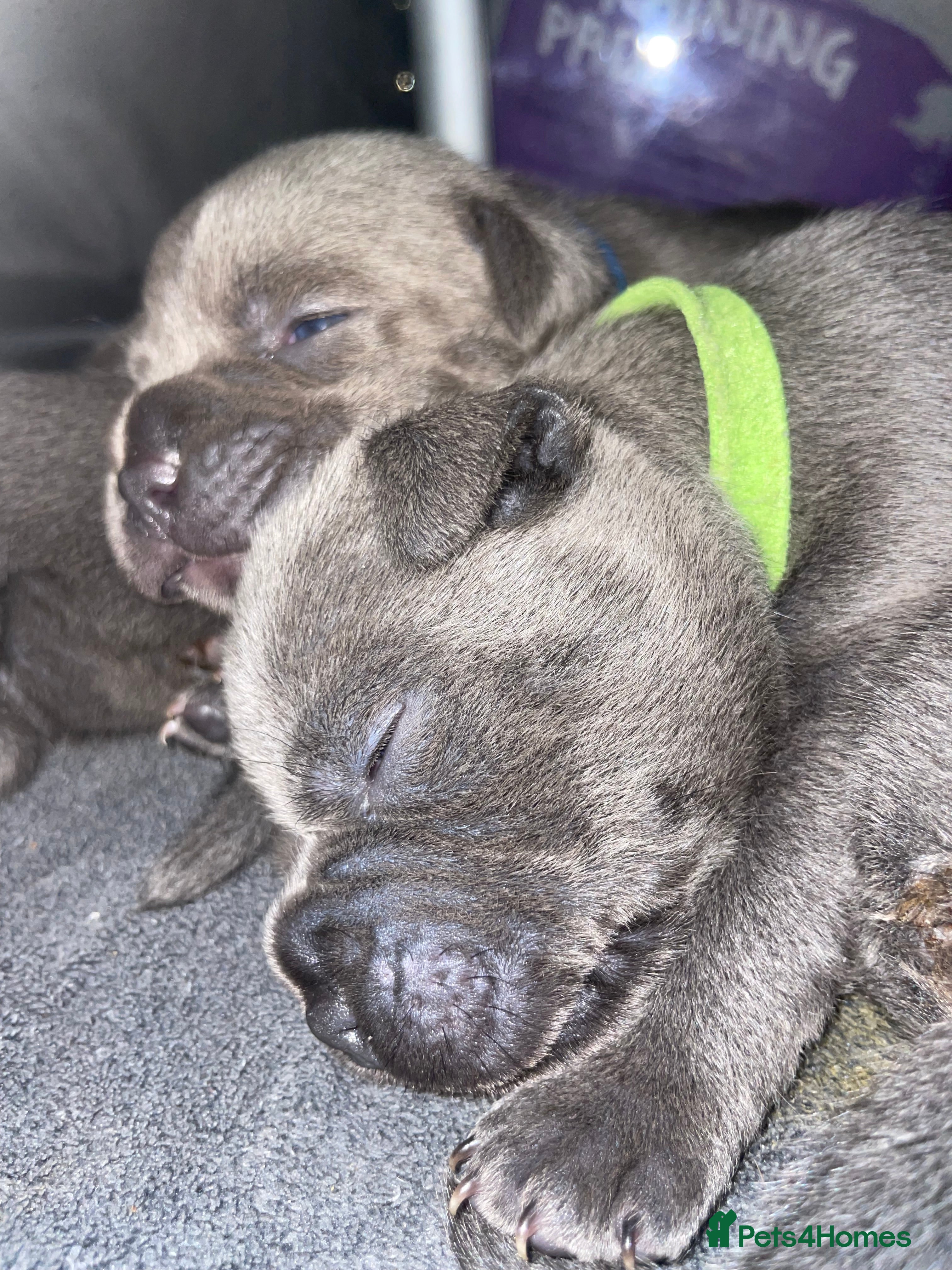 Staffordshire Bull Terrier dogs 7 beautiful KC staffy puppy’s - Advert 3