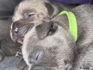 Staffordshire Bull Terrier dogs 7 beautiful KC staffy puppy’s - Advert 3