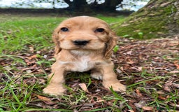 Cocker Spaniel dogs for sale: BEAUTIFUL KC SHOW TYPE COCKER SPANIELS  - Image 14