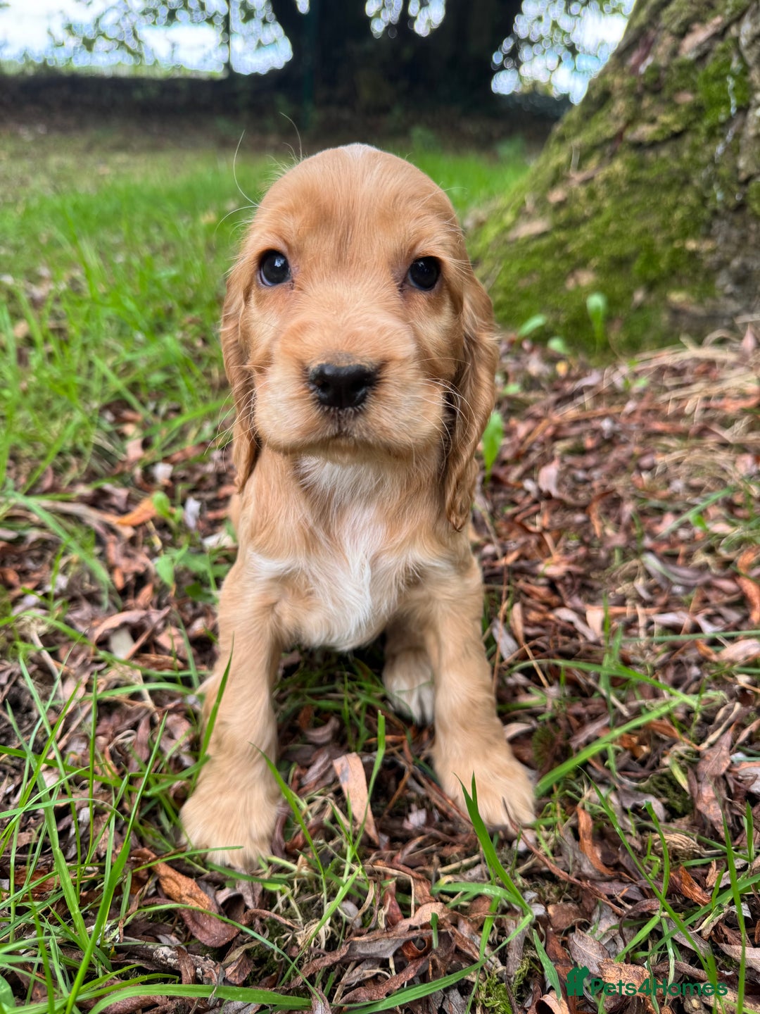 Cocker Spaniel dogs for sale: BEAUTIFUL KC SHOW TYPE COCKER SPANIELS  - Image 14