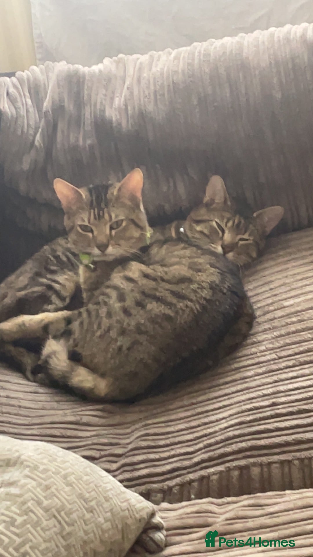 British Shorthair cats two male cats for sale  - Advert 1