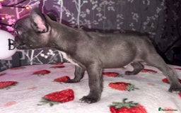 French Bulldog dogs for sale: French bulldog puppy’s - Image 14