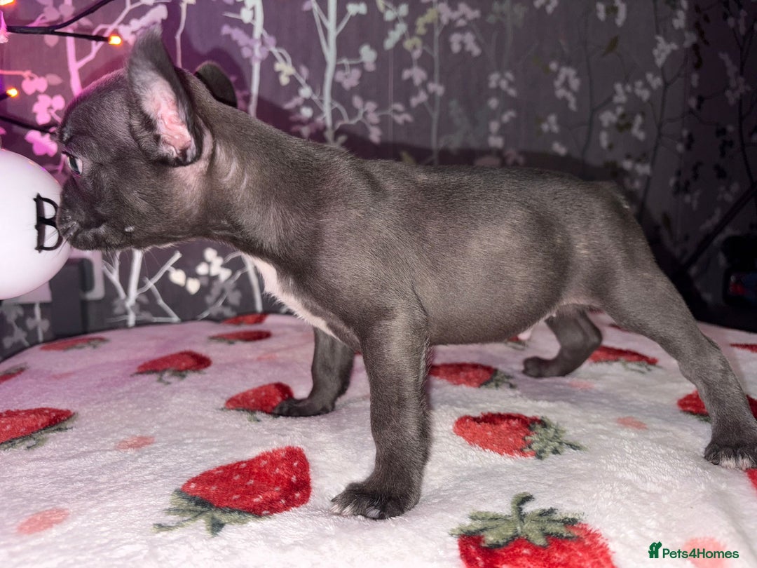 French Bulldog dogs for sale: French bulldog puppy’s - Image 14