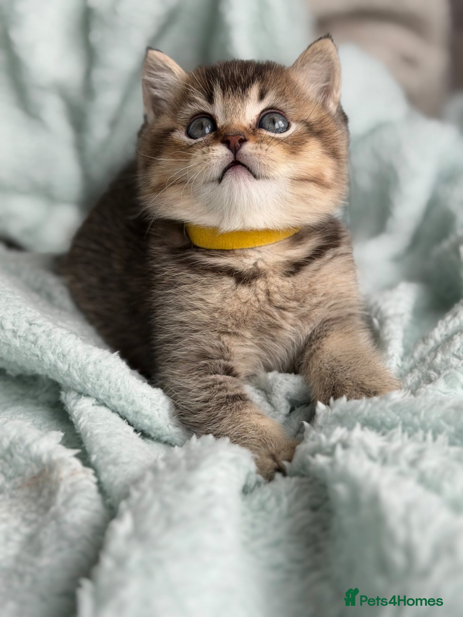 British Longhair cats British Longhair/ shorthair adorable kittens  - Advert 4