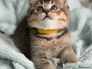 British Longhair cats British Longhair/ shorthair adorable kittens - Advert 2