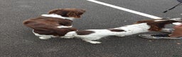 English Springer Spaniel dogs for stud: Working English Springer Spaniel Stud Health Test in Chelmsford - Advert 22