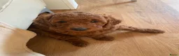 Cockapoo dogs for sale: STUNNING COCKAPOO PUPPYS EXTENSIVELY HEALTH TESTED - Advert 23