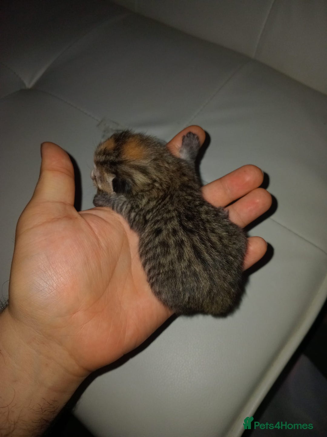 Bengal cats for sale: Bengal kittens for rehome - Image 6