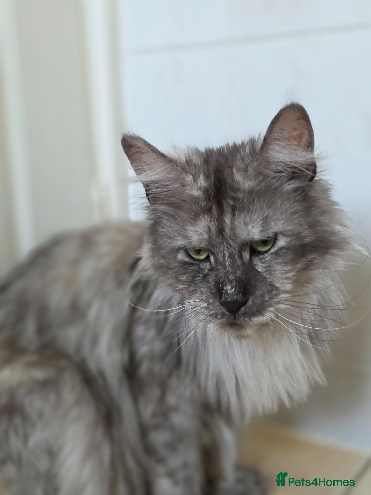 Maine Coon cats Pedigree TICA Registered Maine Coon Kittens - Advert 1
