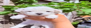 Bichon Frise Puppy 2