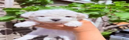 Bichon Frise dogs for sale: 🐶 Gorgeous Pedigree Bichon Frise - Advert 5