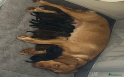 Cocker Spaniel dogs for sale: Gorgeous Working Cocker spaniels for sale - Image 11