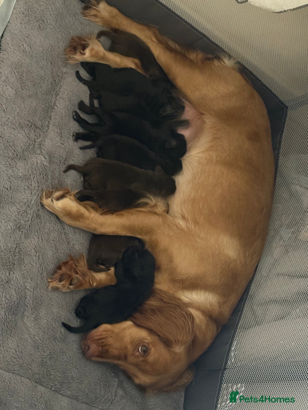 Cocker Spaniel dogs for sale: Gorgeous Working Cocker spaniels for sale - Image 11