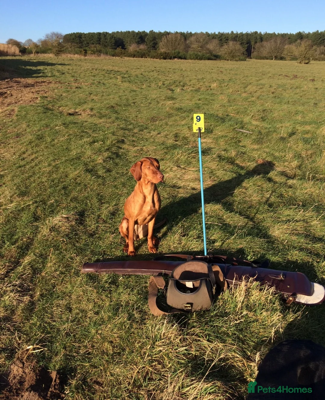 Hungarian Vizsla dogs for sale: Stunning litter of KC Hungarian Vizslas  - Advert 9