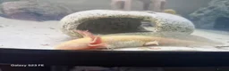 Axolotl reptiles for sale: Beautiful Pink/white axolotl in Chelmsford - Advert 2